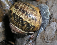 L'escargot petit gris corne 15 minutes aprs avoir sentit l'humidit